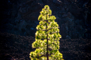 14.11.2014 Corona Forestal, Teide