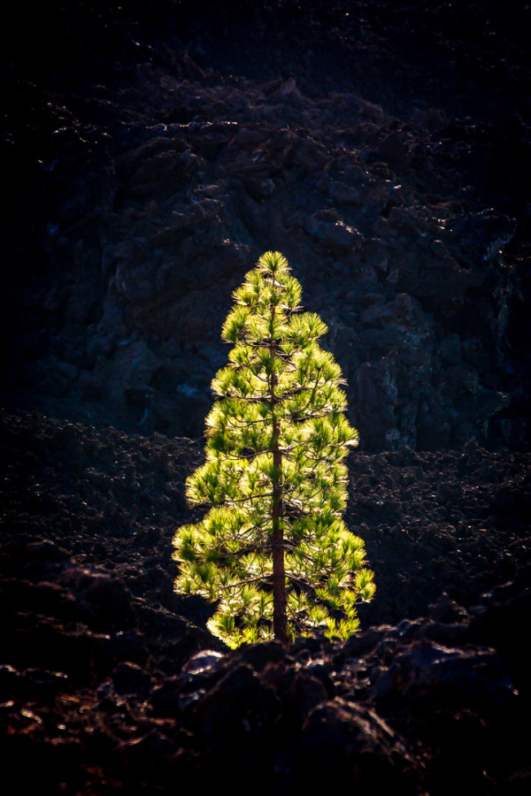 14.11.2014 Corona Forestal, Teide