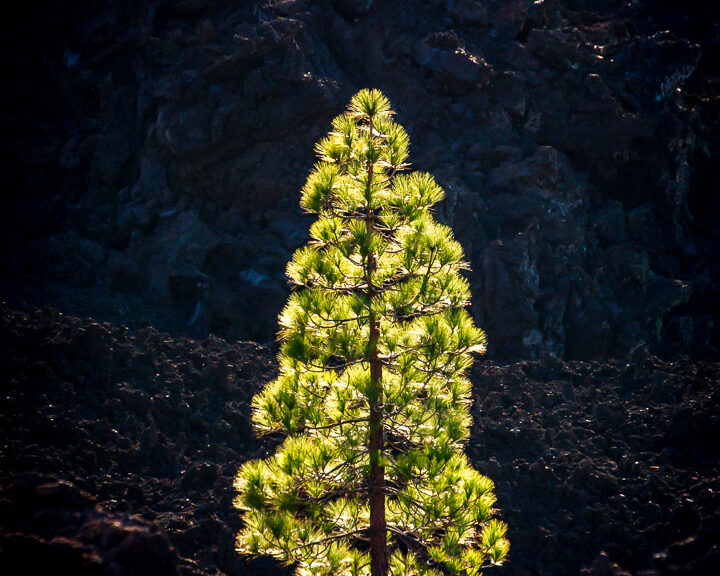 14.11.2014 Corona Forestal, Teide