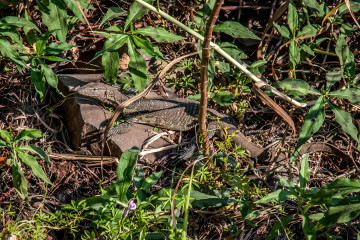 13.-15.7. Maramba River Lodge, Water Monitor Lizard