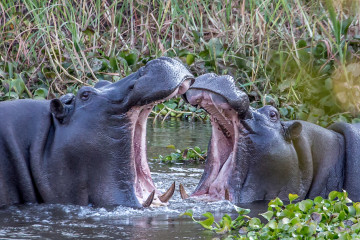 13.-15.7. Maramba River Lodge