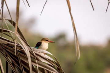 13.-15.7. Maramba River Lodge - Kingfisher