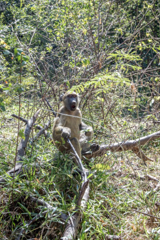 14.7. Victoria Falls, Wanderung in den "Boiling Pot" - Baboon