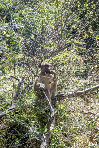 14.7. Victoria Falls, Wanderung in den "Boiling Pot" - Baboon