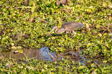 13.-15.7. Maramba River Lodge - Purple Heron