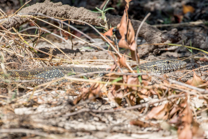 15.7. Zambezi Kayak Tour, Water Monitor Lizard