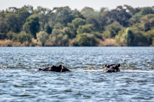 15.7. Zambezi Kayak Tour, Hippos