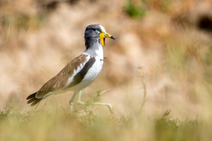 15.7. Zambezi Kayak Tour, White-crowned Lapwing