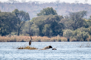 15.7. Zambezi Kayak Tour, Reiher