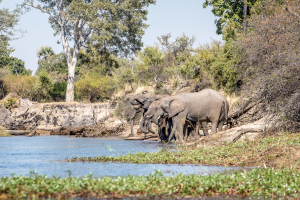 15.7. Zambezi Kayak Tour