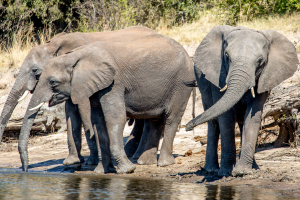 15.7. Zambezi Kayak Tour