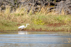 15.7. Zambezi Kayak Tour, Reiher