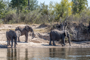 15.7. Zambezi Kayak Tour