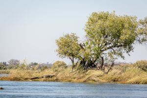 15.7. Zambezi Kayak Tour, Krokodil