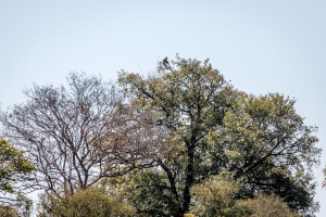 15.7. Zambezi Kayak Tour, Baboon