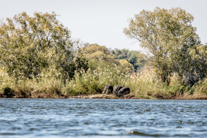 15.7. Zambezi Kayak Tour, Hippos