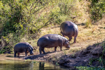 13.-15.7. Maramba River Lodge