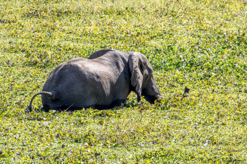 13.-15.7. Maramba River Lodge