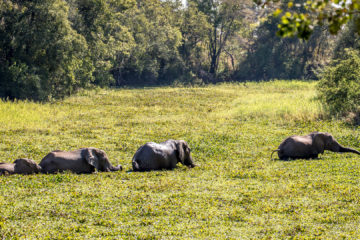 13.-15.7. Maramba River Lodge - die Elefanten wollen in die Lodge