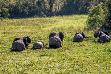 13.-15.7. Maramba River Lodge - die Elefanten wollen in die Lodge