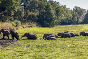 13.-15.7. Maramba River Lodge - die Elefanten wollen in die Lodge