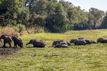 13.-15.7. Maramba River Lodge - die Elefanten wollen in die Lodge