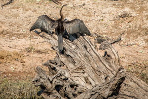16.7. Chobe River Sunset Tour - Schlangenhalsvogel