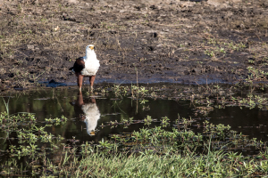 16.7. Chobe River Sunset Tour - Fischadler
