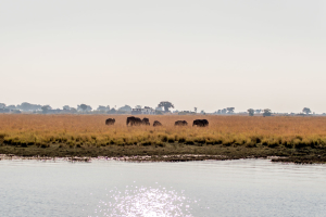 16.7. Chobe River Sunset Tour - Elefanten