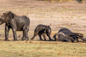 16.7. Chobe River Sunset Tour - Elefanten