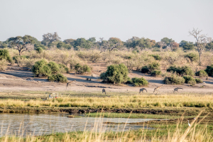 16.7. Chobe River Sunset Tour