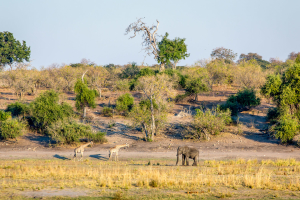 16.7. Chobe River Sunset Tour - Elefant mit Giraffen