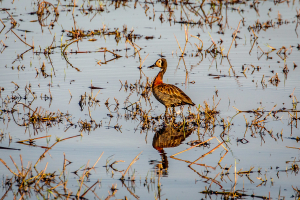 16.7. Chobe River Sunset Tour - irgendeine Entenart