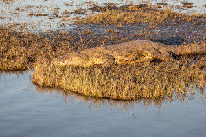 16.7. Chobe River Sunset Tour - Krokodil
