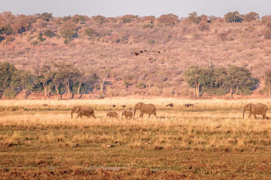 16.7. Chobe River Sunset Tour