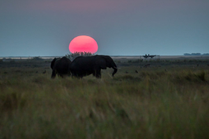 16.7. Chobe River Sunset Tour - Elefanten