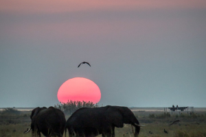 16.7. Chobe River Sunset Tour - Elefanten