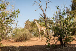 17./18.7. Chobe NP, River Drive nach Ihaha - Giraffe