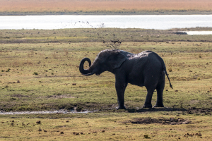 17./18.7. Chobe NP, River Drive nach Ihaha - Elefant