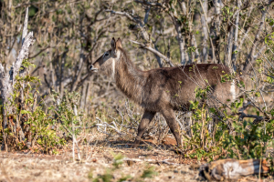 17./18.7. Chobe NP, River Drive nach Ihaha - Waterbock