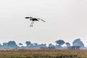 17./18.7. Chobe NP, River Drive nach Ihaha - Marabu