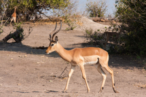 17./18.7. Chobe NP, River Drive nach Ihaha - Impala