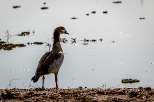 17./18.7. Chobe NP, River Drive nach Ihaha - ägypt. Gans