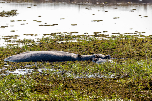 17./18.7. Chobe NP, River Drive nach Ihaha - Hippo