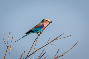 17./18.7. Chobe NP, River Drive nach Ihaha - Lilac-breasted Roller