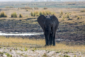 17./18.7. Chobe NP, River Drive nach Ihaha - Elefant