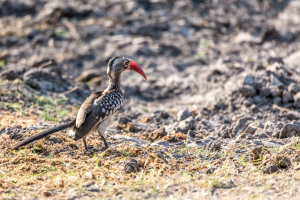 17./18.7. Chobe NP, River Drive nach Ihaha - Hornbill