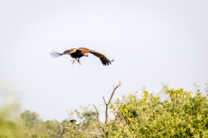 17./18.7. Chobe NP, River Drive nach Ihaha - Geier (lapped-faced vulture)