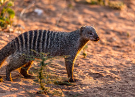 17./18.7. Chobe NP - Zebra Manguste