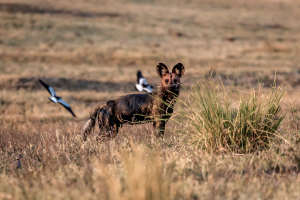 17./18.7. Chobe NP, Wild Dog